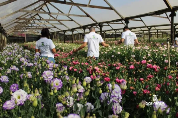Holambra SP 42º Expoflora com @Dougtour