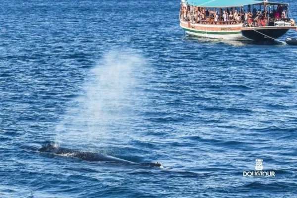 Arraial do Cabo + Búzios com Temporada de Baleias 2025