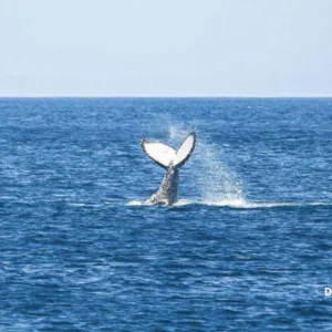 Arraial do Cabo + Búzios com Temporada de Baleias 2025