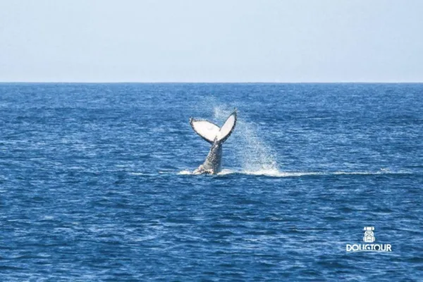 Arraial do Cabo + Búzios com Temporada de Baleias 2025