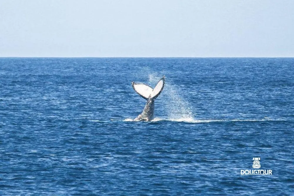 Arraial do Cabo + Búzios com Temporada de Baleias 2025