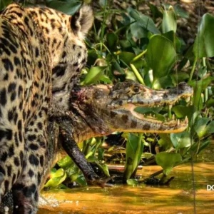 Pantanal Experience Roteiro de 3 dias 1ª Ed.