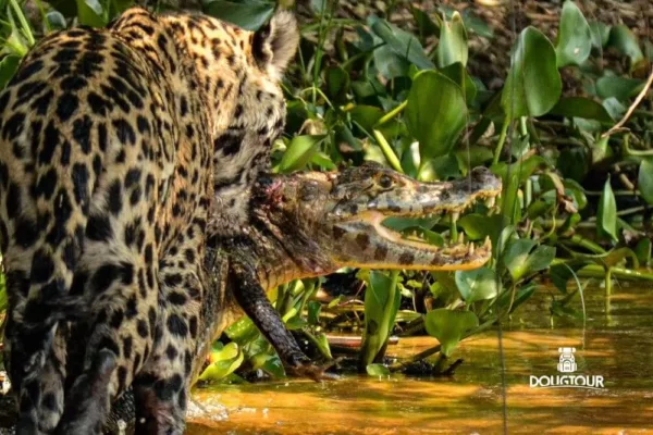 Pantanal Experience Roteiro de 3 dias 1ª Ed.