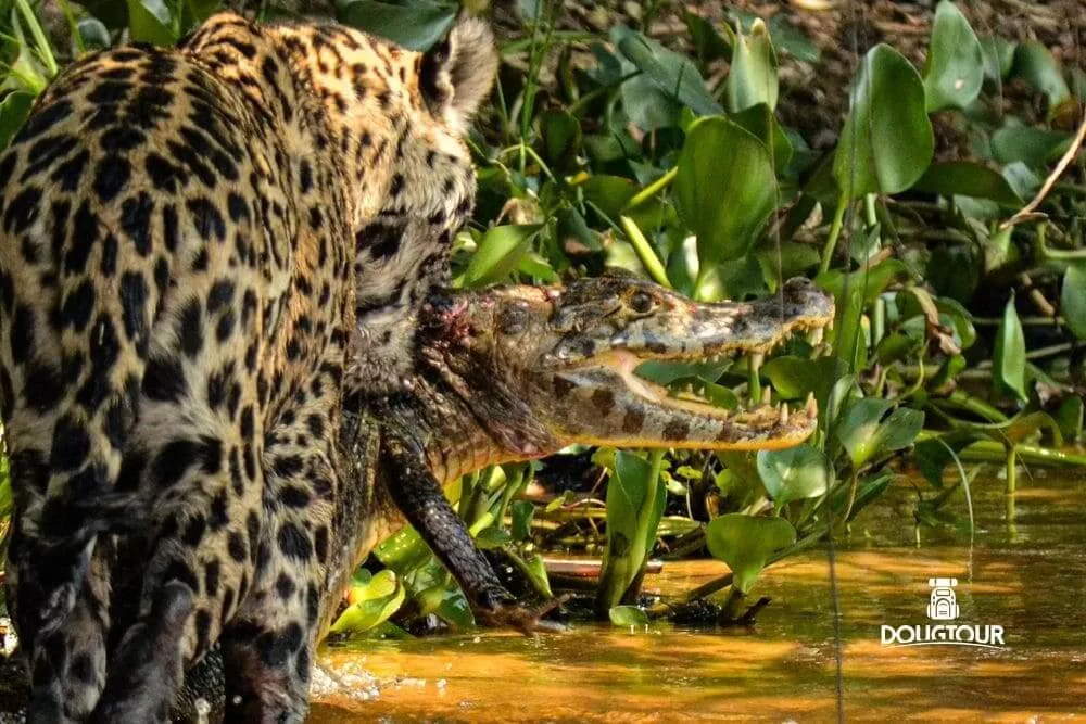 Pantanal Experience Roteiro de 3 dias 1ª Ed.