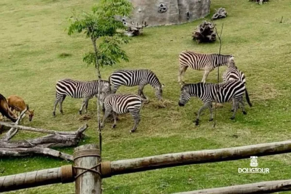 Animália Park @dougtour 1ª Ed.