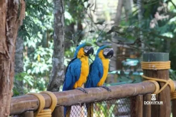 Animália Park @dougtour 1ª Ed.